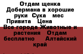 Отдам щенка Добермана в хорошие руки. Сука 5 мес. Привита › Цена ­ 5 000 - Все города Животные и растения » Отдам бесплатно   . Алтайский край